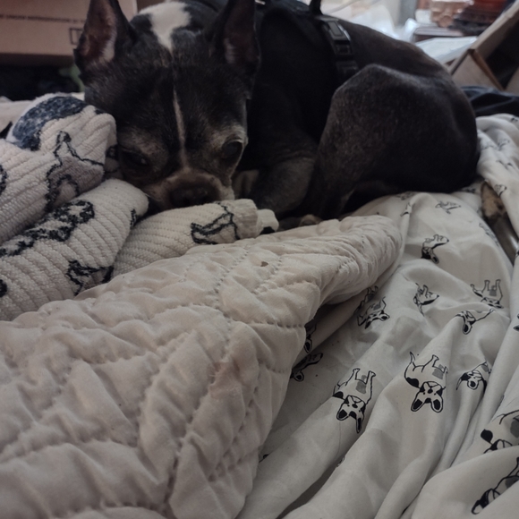 Meet your Posher, Cecil - Picture 1 of 1